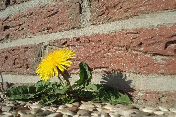 Lowenzahn German National Treasure