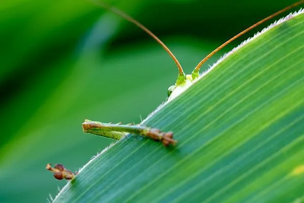 Embarrassment Germany