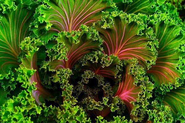 Being Vegan and Vegetarian in Germany